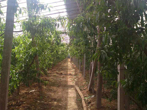 桃棚水泥立柱展示圖1