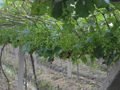葡萄園立柱支架